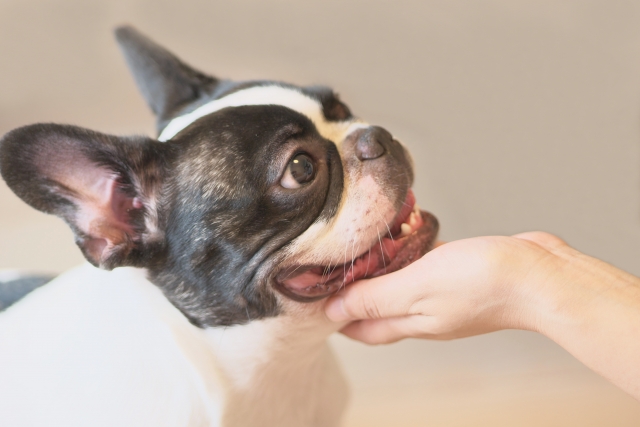 犬の本能